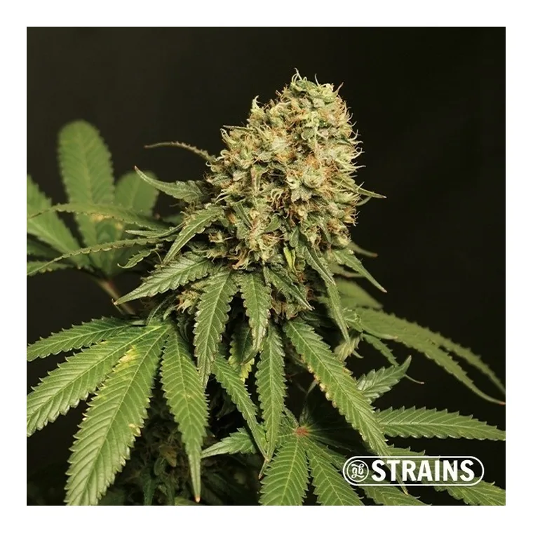 Tropicanna Cookies de GB Strains en GB Lleida