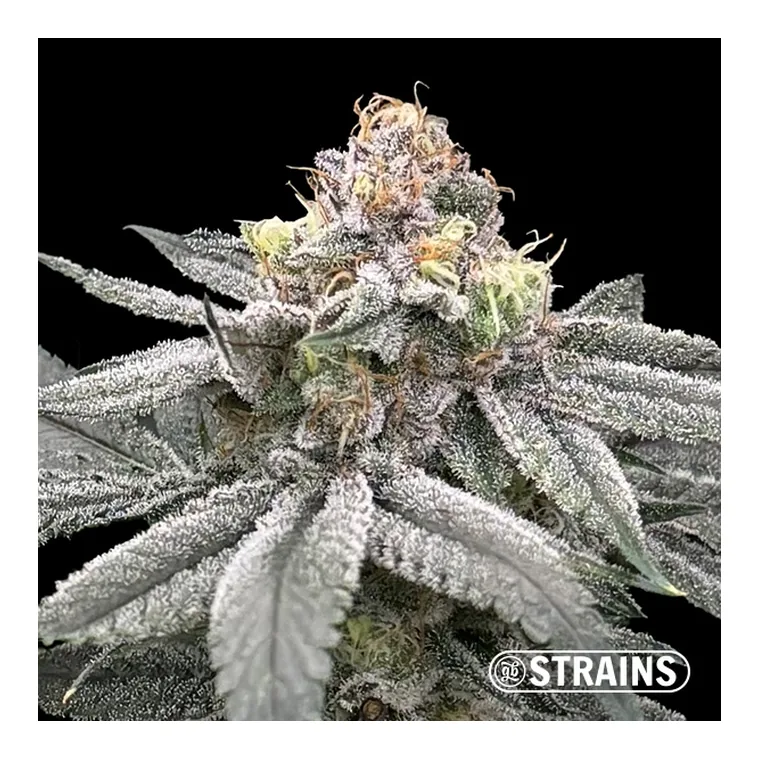 Zushi Z de GB Strains en GB Lleida