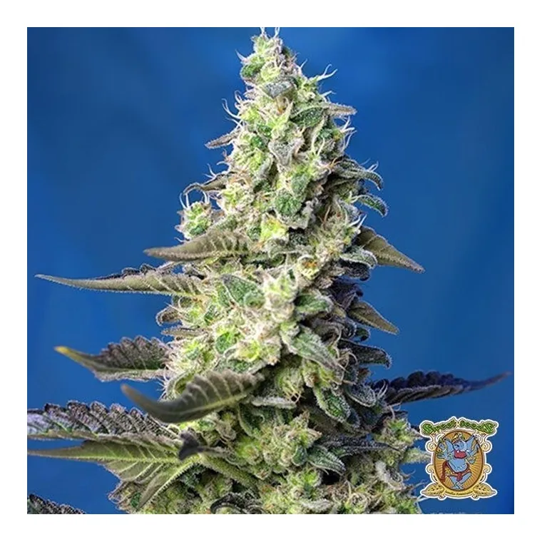 Green Poison XL Auto