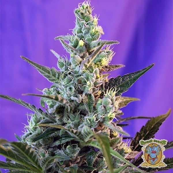 Sweet Skunk Auto de Sweet Seeds en GB Lleida
