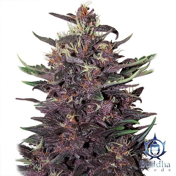 Purple Kush Auto Buddha Seeds de Buddha Seeds en GB Lleida