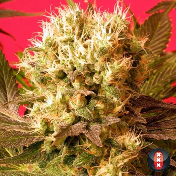Motavation de Serious Seeds en GB Lleida