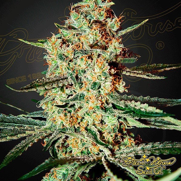 Himalaya Gold de Green House en GB Lleida