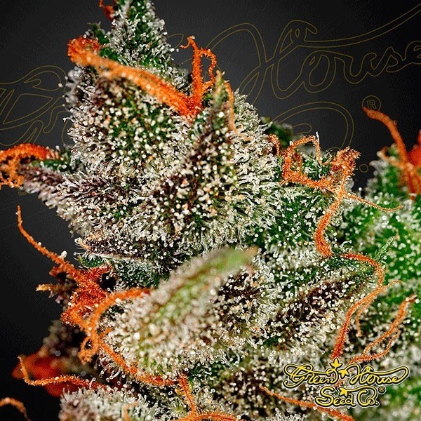 King's Kush de Green House Seeds en GB Lleida