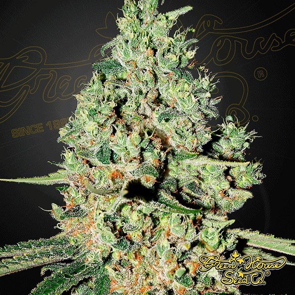Super Critical de Green House Seeds en GB Lleida