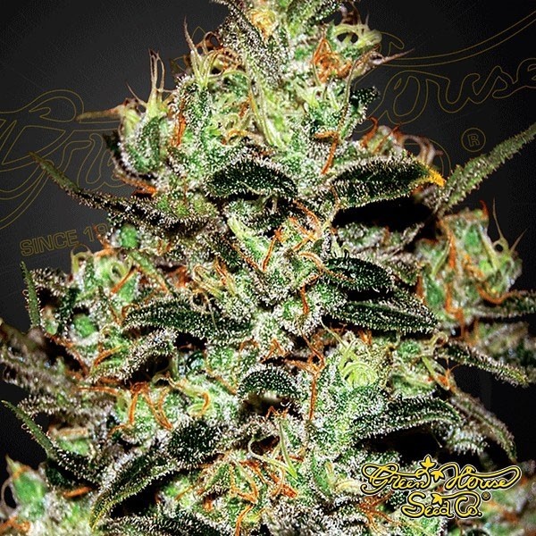 Moby Dick Green House Seeds de Green House en GB Lleida