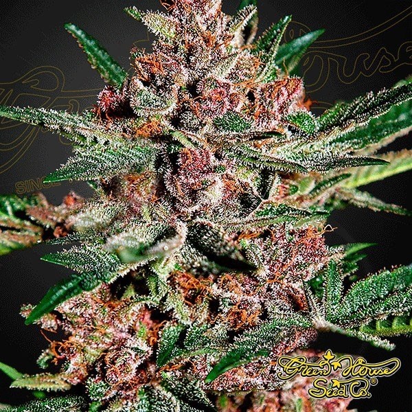 Bubba Kush Green House Seeds de Green House en GB Lleida