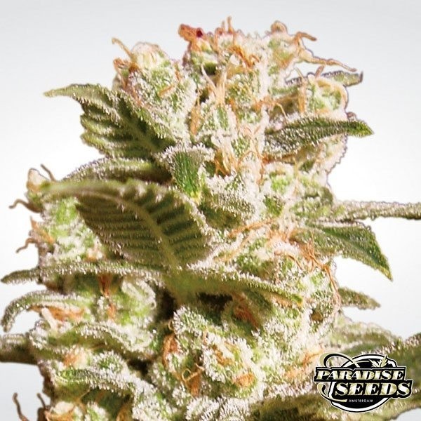 Belladonna de Paradise Seeds en GB Lleida