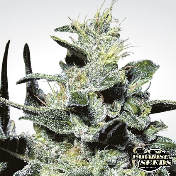 Nebula de Paradise Seeds en GB Lleida
