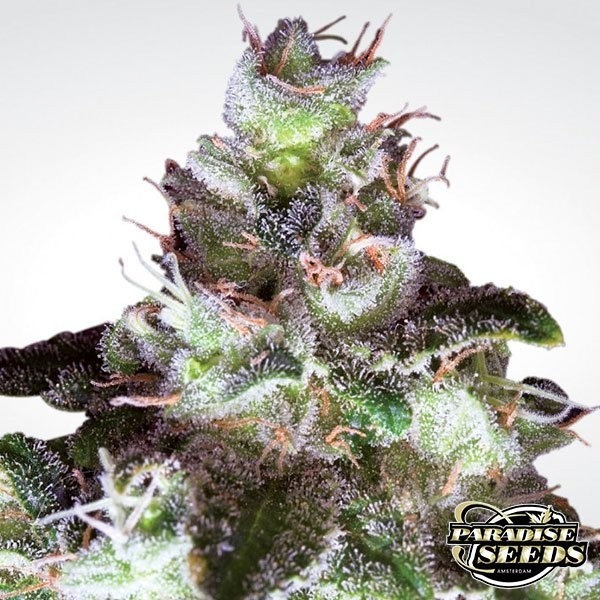 Original White Widow de Paradise Seeds en GB Lleida