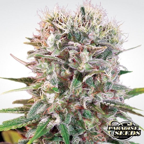 Wappa de Paradise Seeds en GB Lleida