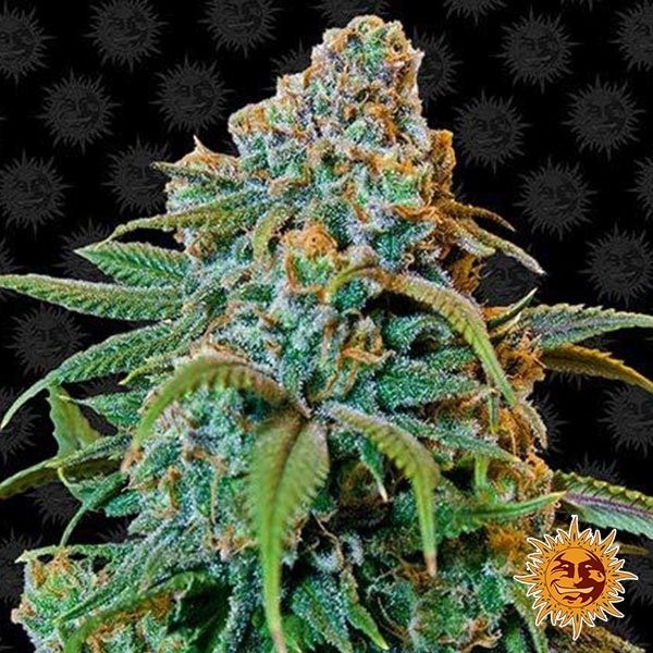 Liberty Haze de Barney's Farm en GB Lleida