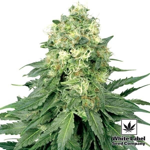 White Widow regular de  en GB Lleida