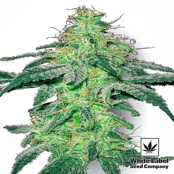 White Skunk Regular de  en GB Lleida