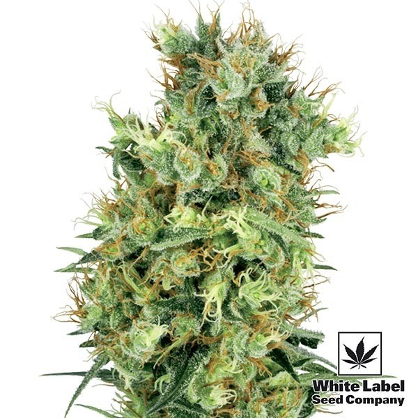 Cali Orange Bud regular de  en GB Lleida