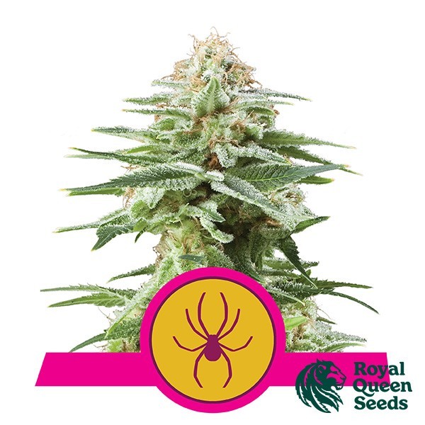 White Widow Royal Queen Seeds de Royal Queen en GB Lleida