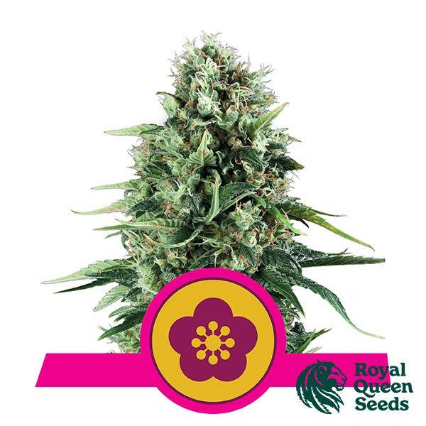 Power Flower de Royal Queen en GB Lleida