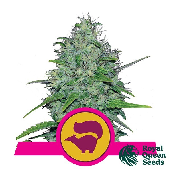 Skunk XL de Royal Queen en GB Lleida