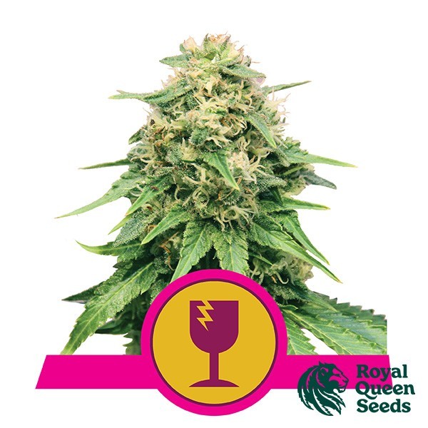 Critical Royal Queen Seeds de Royal Queen en GB Lleida