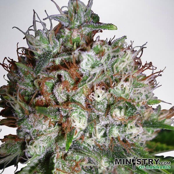 Big Bud XXL de Canna en GB Lleida