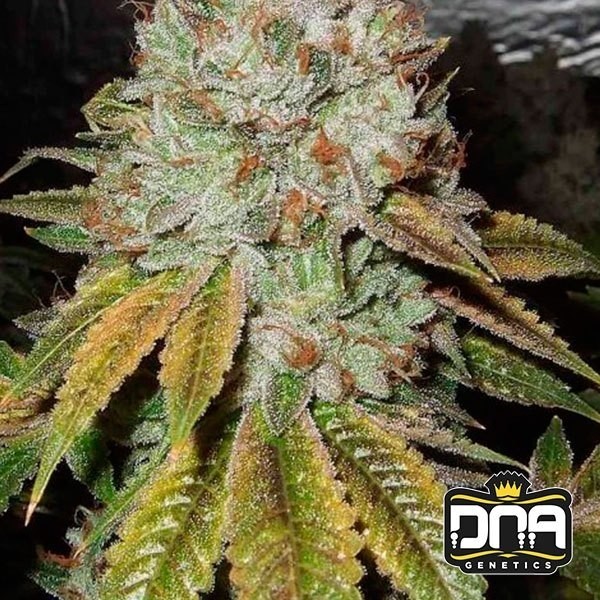 OG Kush DNA Genetics de  en GB Lleida