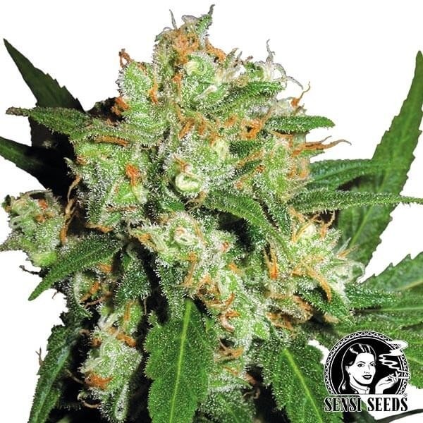 Sensi Skunk de Sensi Seeds en GB Lleida
