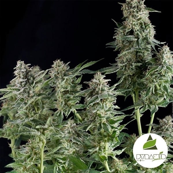 Northern Lights Pyramid Seeds de Pyramid Seeds en GB Lleida