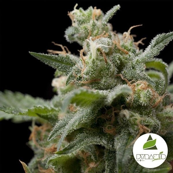 Super Hash de Pyramid Seeds en GB Lleida