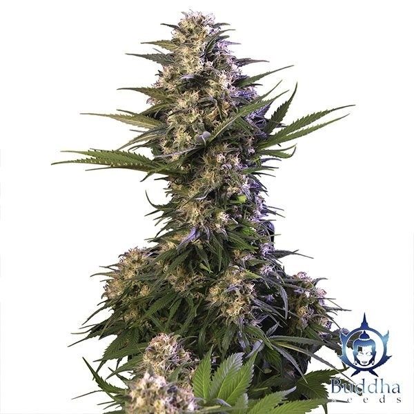 Kraken Buddha Seeds de Buddha Seeds en GB Lleida