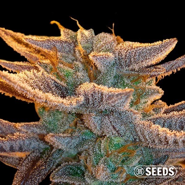 Auto Amnesia XXL Auto a Granel de GB Seeds en GB Lleida