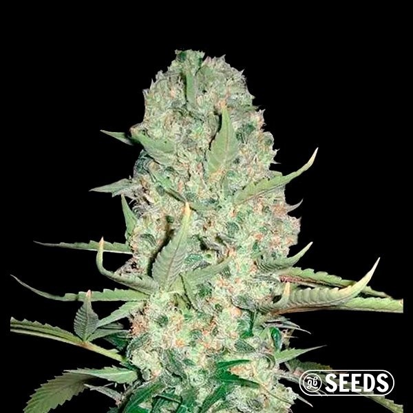 Auto Super Skunk XXL de GB Seeds en GB Lleida