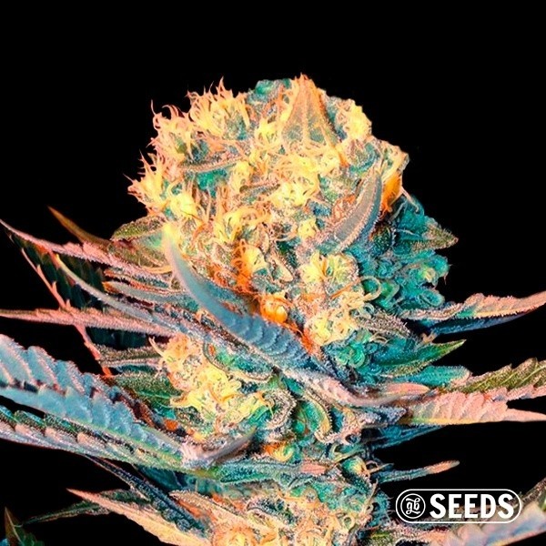 White Widow XXL Auto de GB Seeds en GB Lleida
