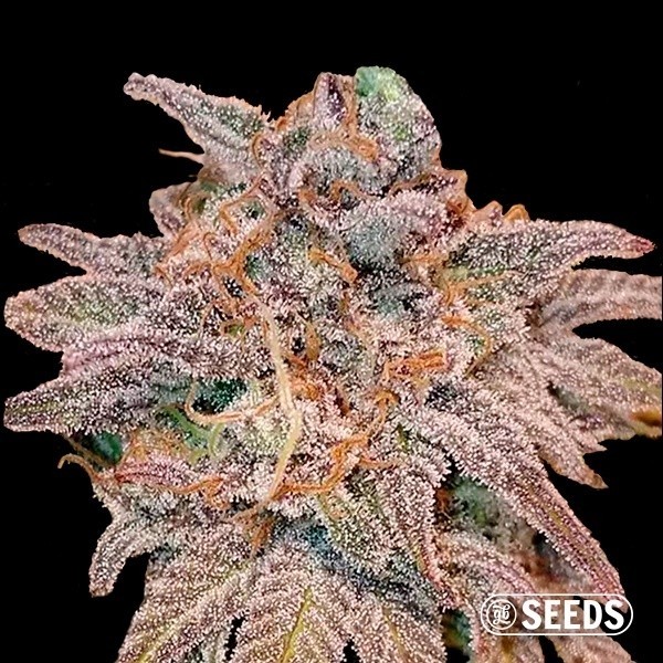 Auto Cheese XXL de GB Seeds en GB Lleida