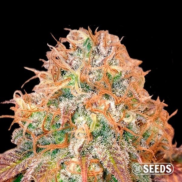 Auto Maxi Gom de GB Seeds en GB Lleida