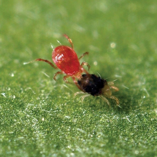 Phytoseiulus Persimilis contra araña roja de  en GB Lleida
