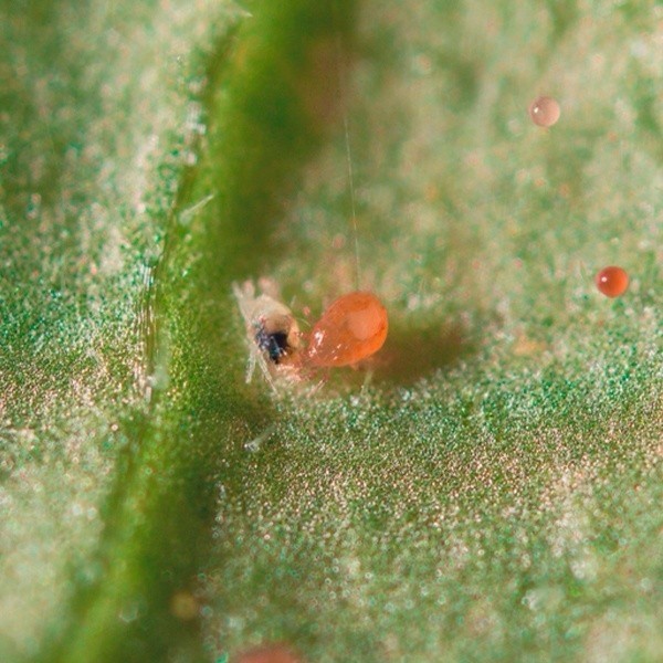 Spical Plus (Neoseiulus Californicus) Contra Araña Roja de  en GB Lleida