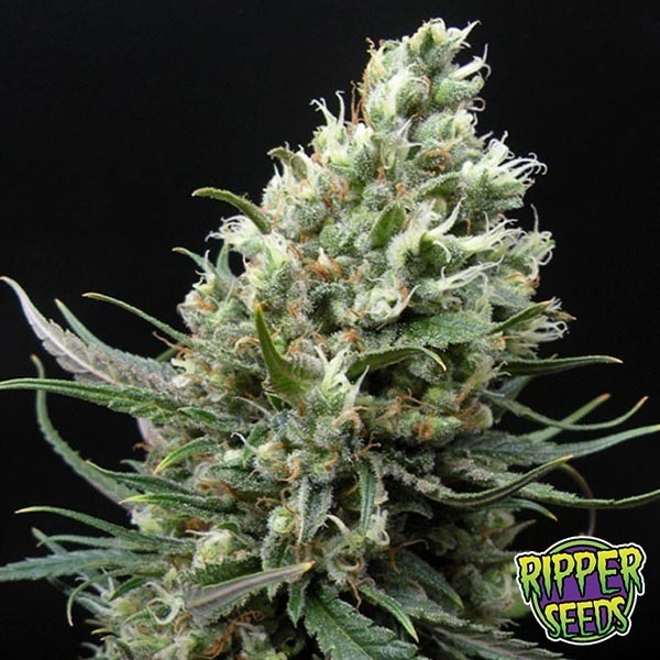 Ripper Haze de Ripper Seeds en GB Lleida