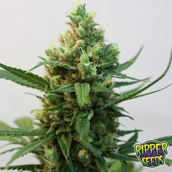 Toxic de Ripper Seeds en GB Lleida
