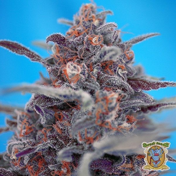 Devil Cream Auto de Sweet Seeds en GB Lleida