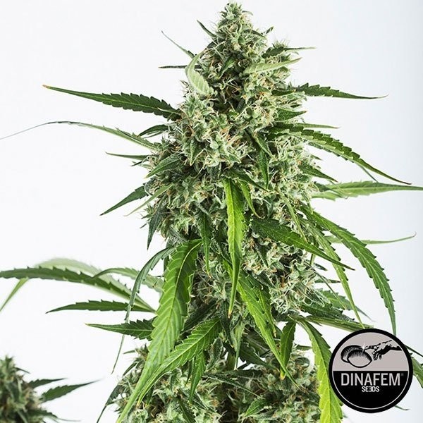 White Widow XXL Auto de Dinafem de Dinafem en GB Lleida