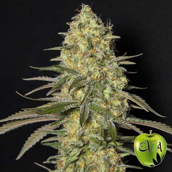 Black Dream de Eva Seeds en GB Lleida