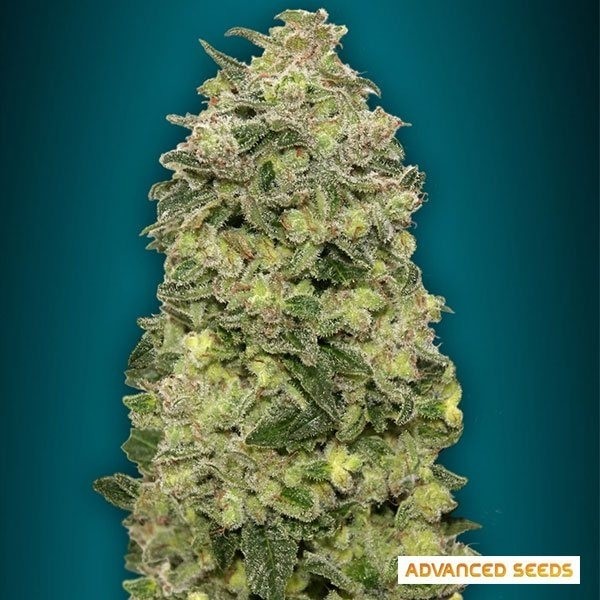 Auto Afghan Skunk de Advanced Seeds en GB Lleida