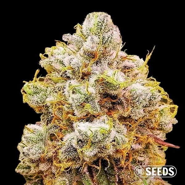 Orange Bud Feminizada a Granel de GB Seeds en GB Lleida