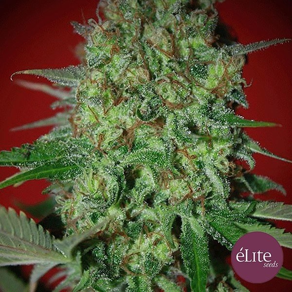 Bestial Skunk de Elite Seeds en GB Lleida
