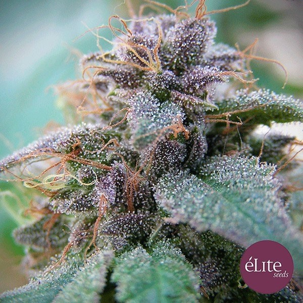 Blue Élite Indica de Elite Seeds en GB Lleida