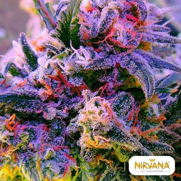 Aurora Indica de  en GB Lleida