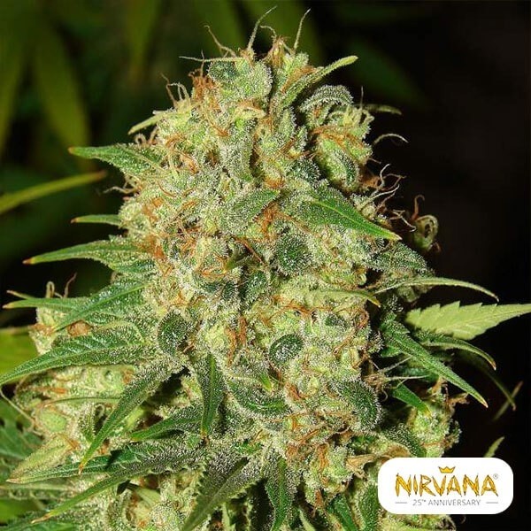 Master Kush Nirvana de  en GB Lleida