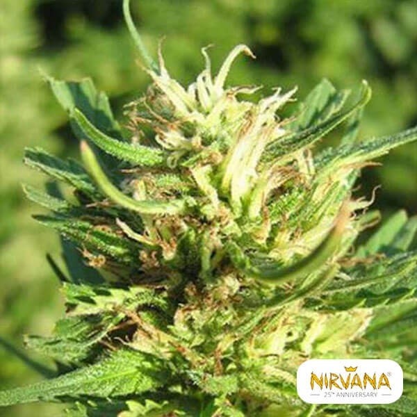 Super Skunk Nirvana de  en GB Lleida