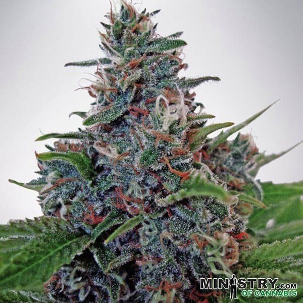 Auto Blue Amnesia de Canna en GB Lleida
