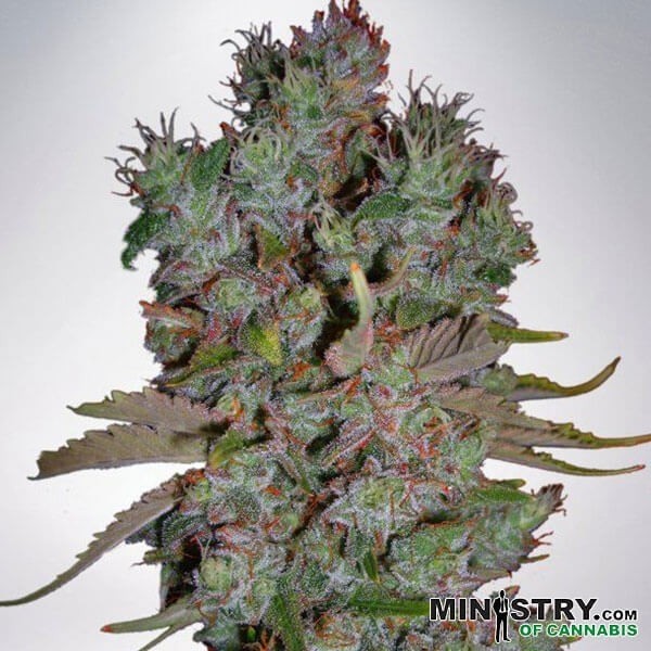 Auto Blueberry Domina de Canna en GB Lleida